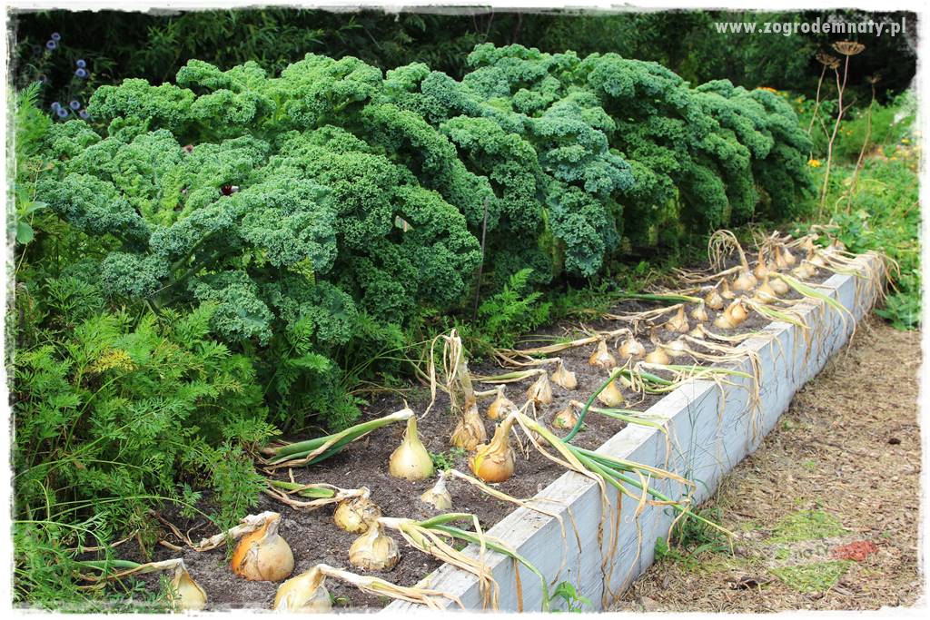 warzywa bez chemii 9 warzywa bez chemii 9