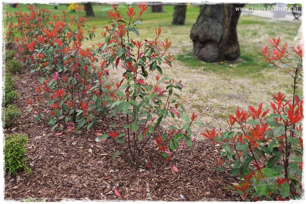 Głogownik Fraser 11