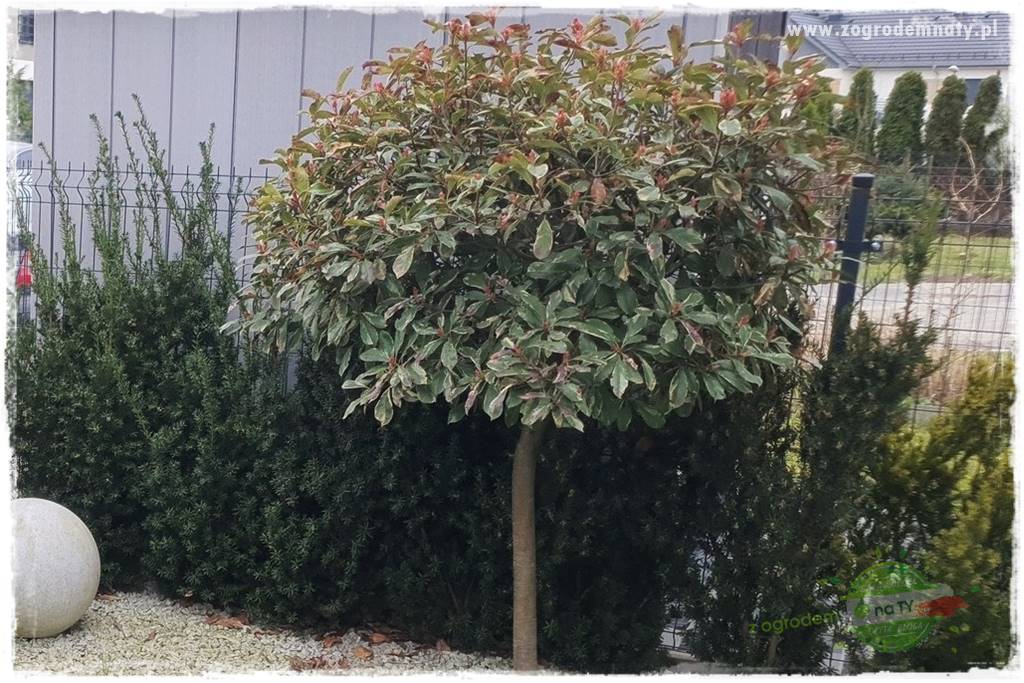 Głogownik Fraser 11a