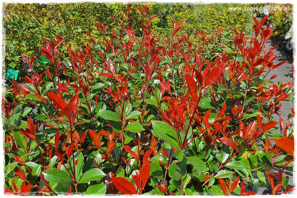 Głogownik Fraser 13