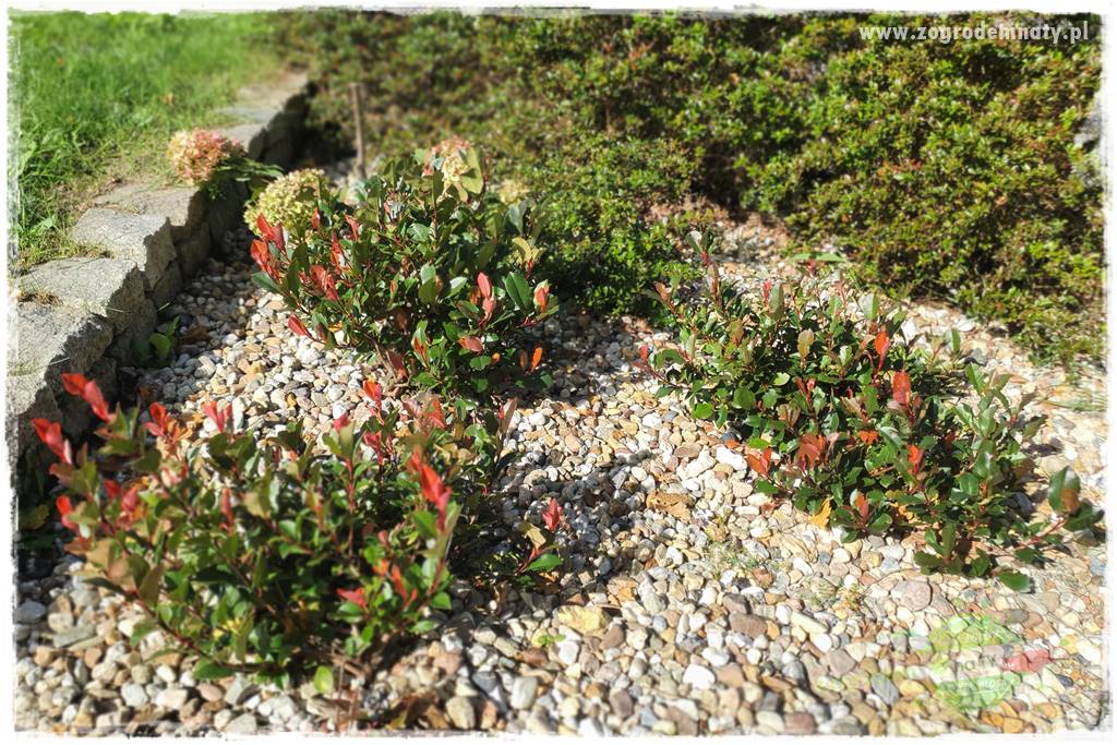 Głogownik Fraser 14 Głogownik Fraser 14