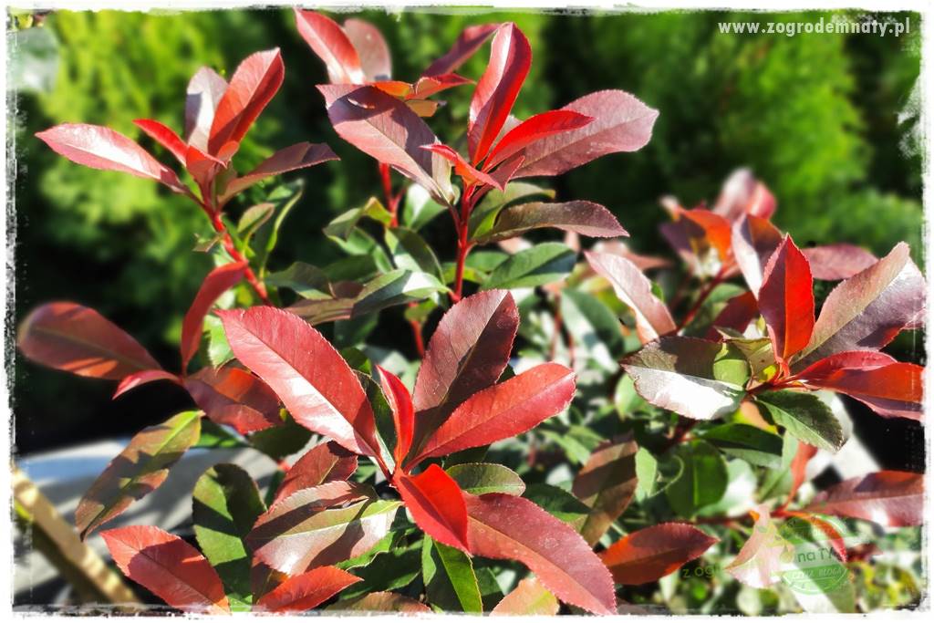 Głogownik Fraser 15 Głogownik Fraser 15