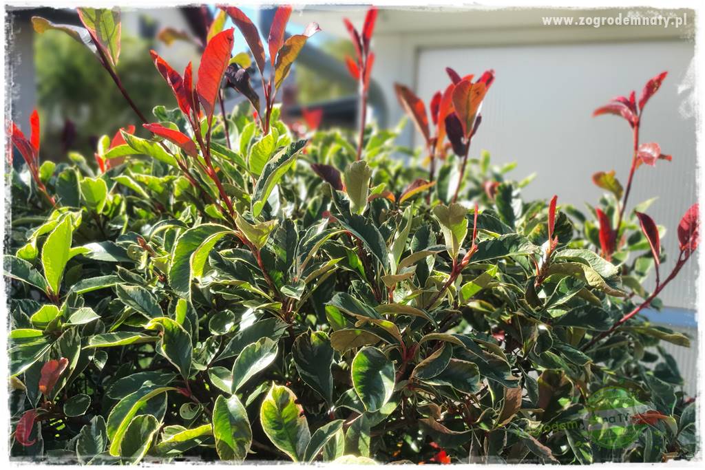 Głogownik Fraser 16 Głogownik Fraser 16