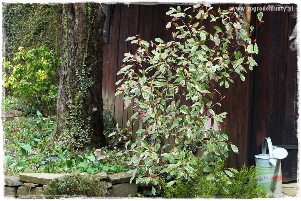 Głogownik Fraser 17 Głogownik Fraser 17