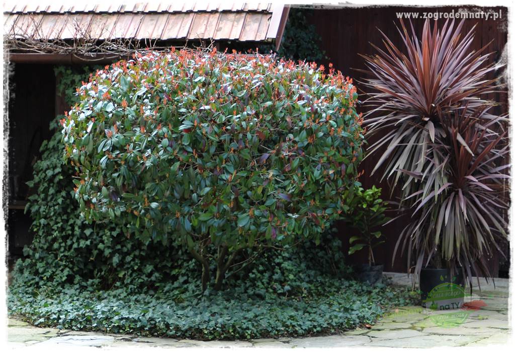 Głogownik Fraser 19