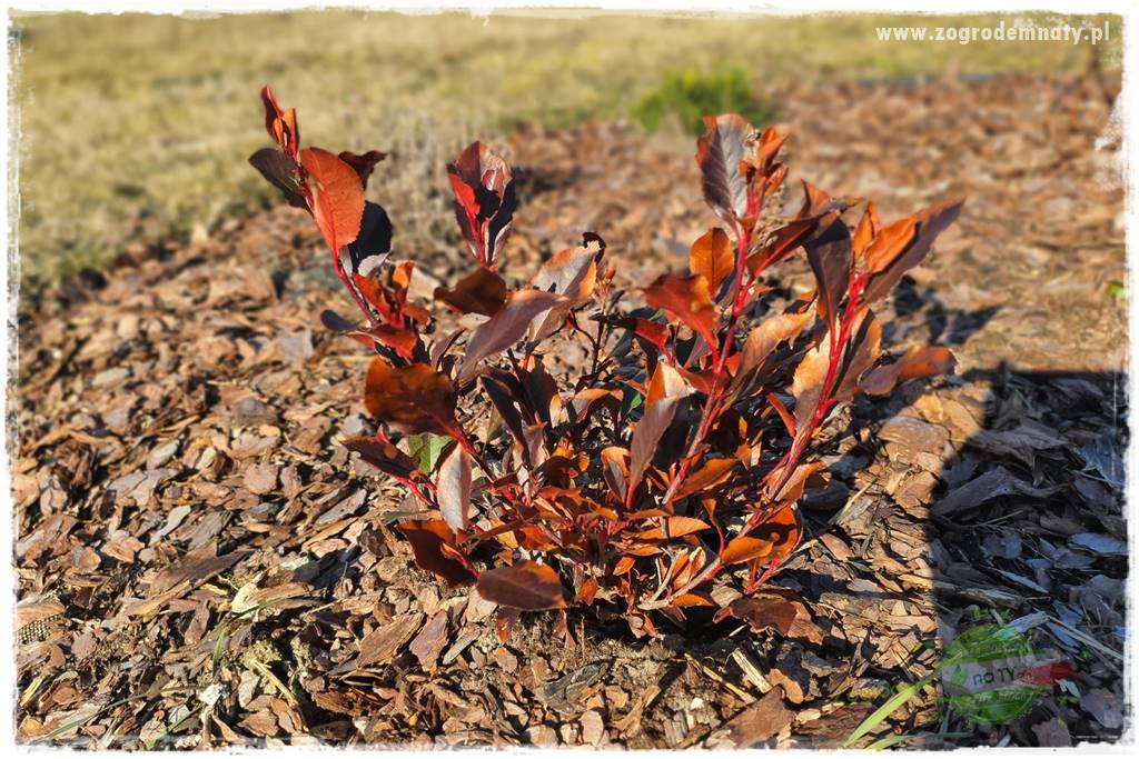 Głogownik Fraser 20 Głogownik Fraser 20
