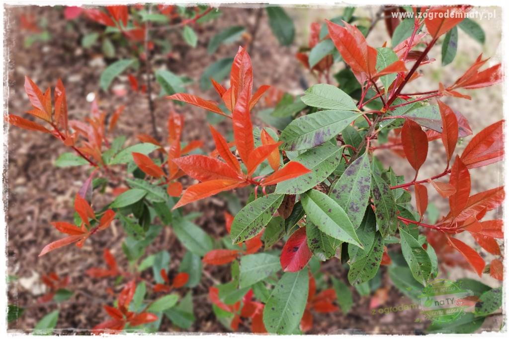Głogownik Fraser 21 Głogownik Fraser 21