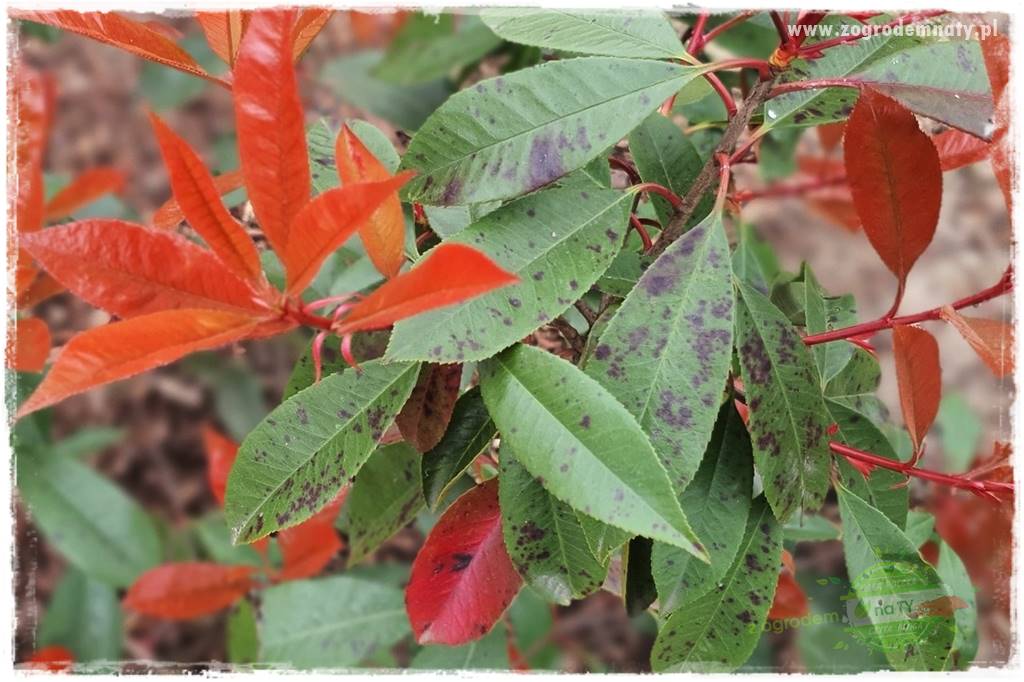 Głogownik Fraser 22