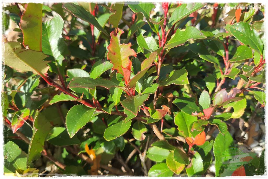 Głogownik Fraser 23 Głogownik Fraser 23