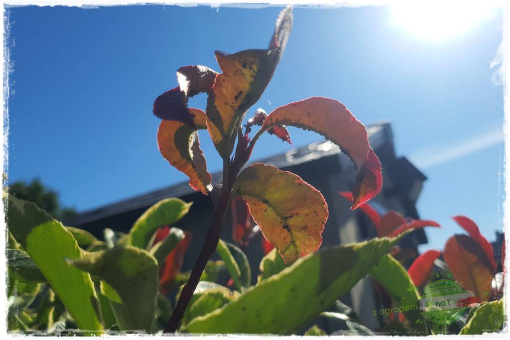 Głogownik Fraser 24 Głogownik Fraser 24