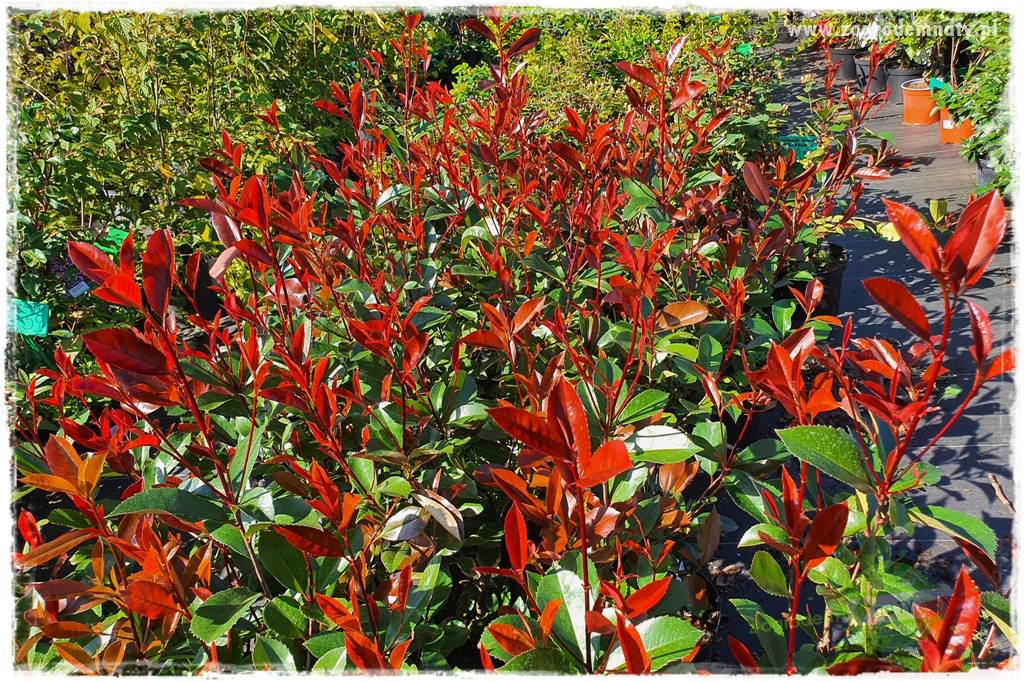 Głogownik Fraser 25