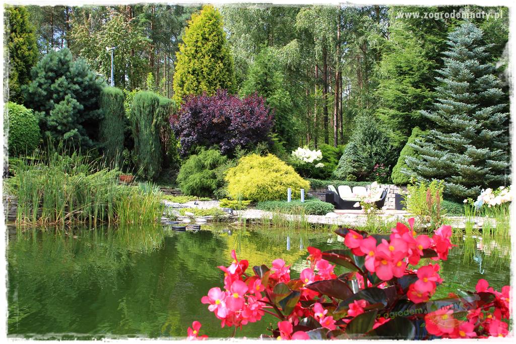 Hortensjowy raj 12 Hortensjowy raj 12