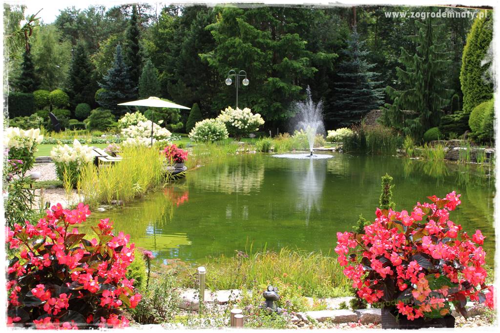 Hortensjowy raj 34 Hortensjowy raj 34