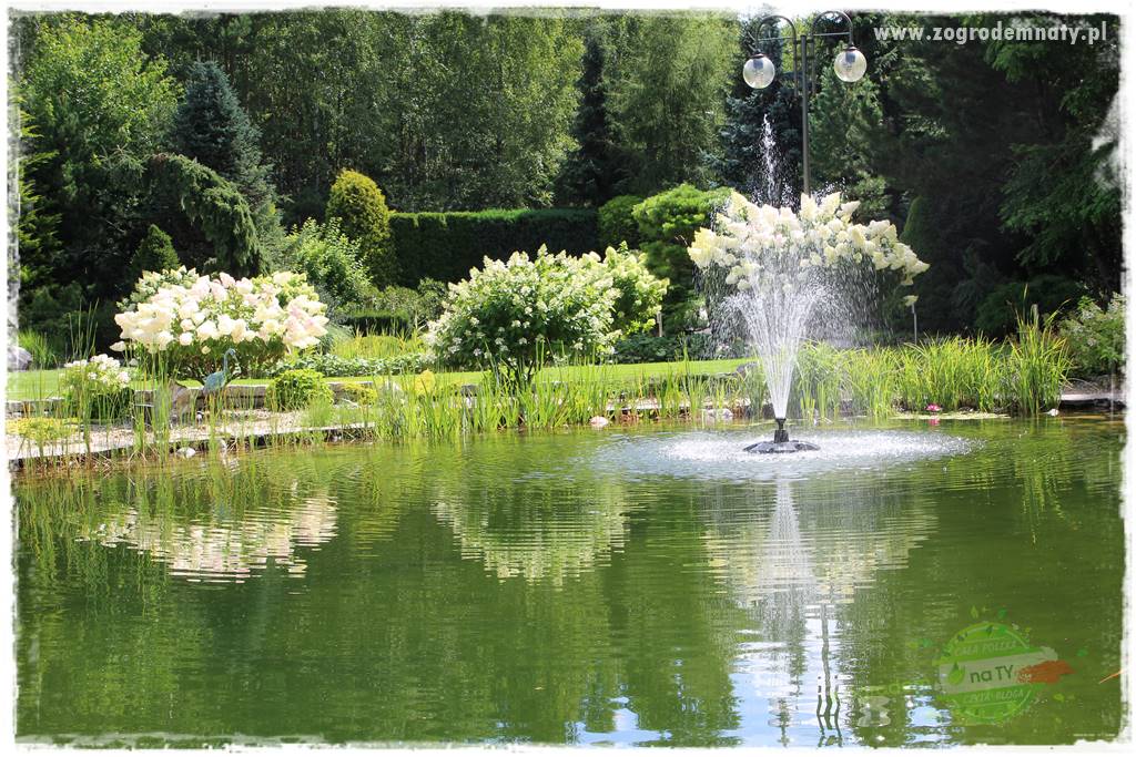 Hortensjowy raj 36 Hortensjowy raj 36