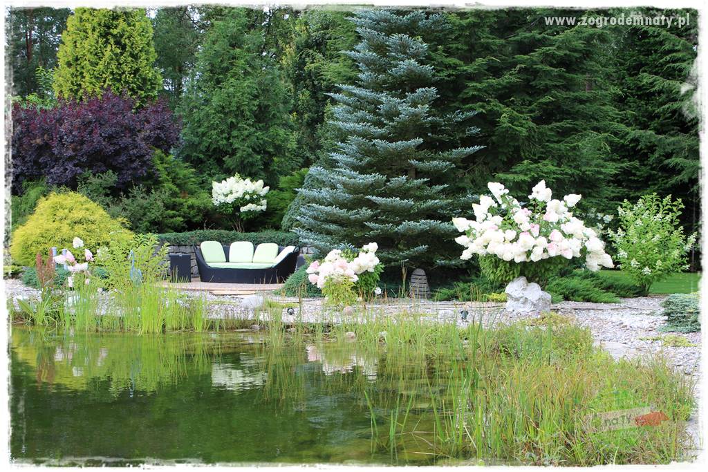 Hortensjowy raj 38 Hortensjowy raj 38