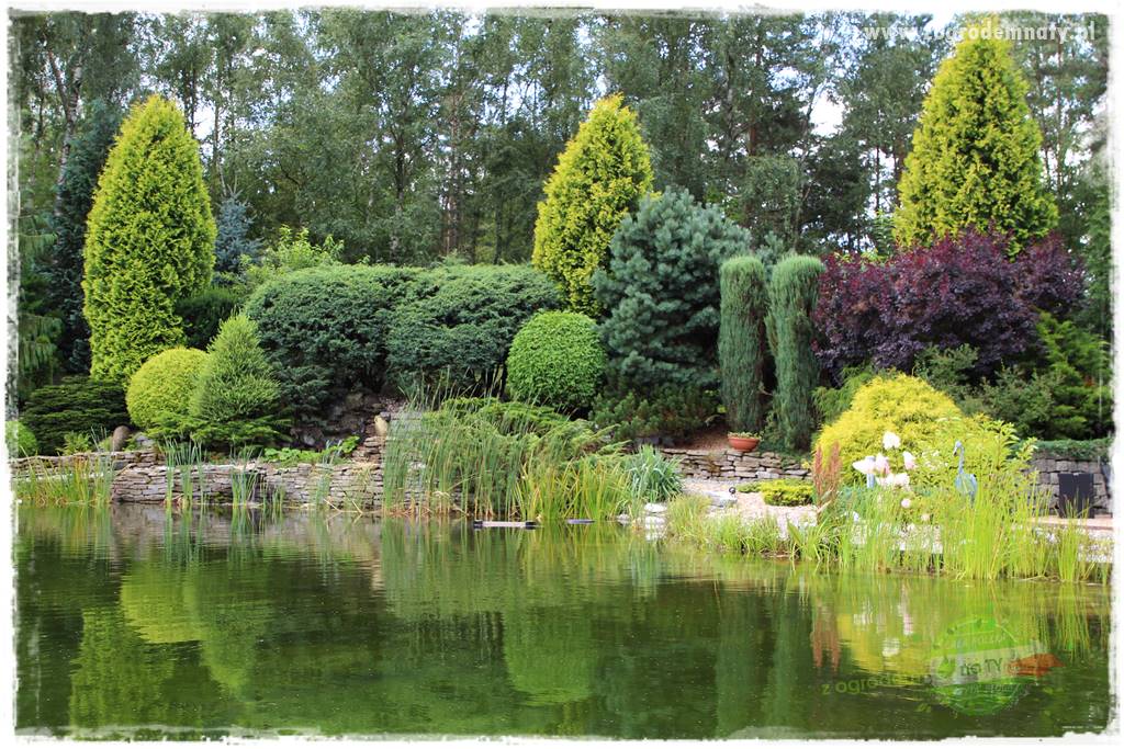 Hortensjowy raj 40 Hortensjowy raj 40