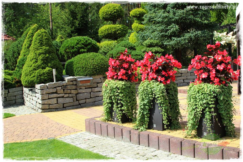 Hortensjowy raj 407 Hortensjowy raj 407