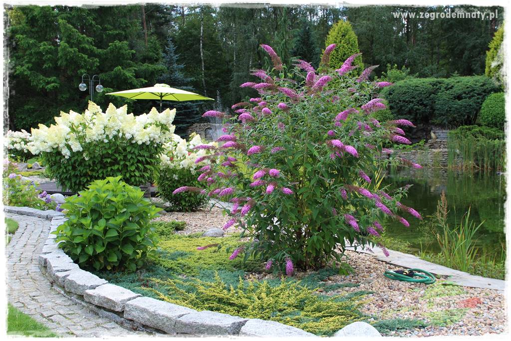 Hortensjowy raj 408 Hortensjowy raj 408