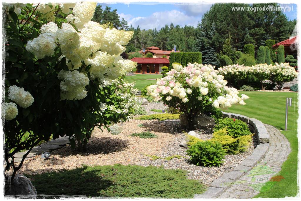 Hortensjowy raj 412 Hortensjowy raj 412
