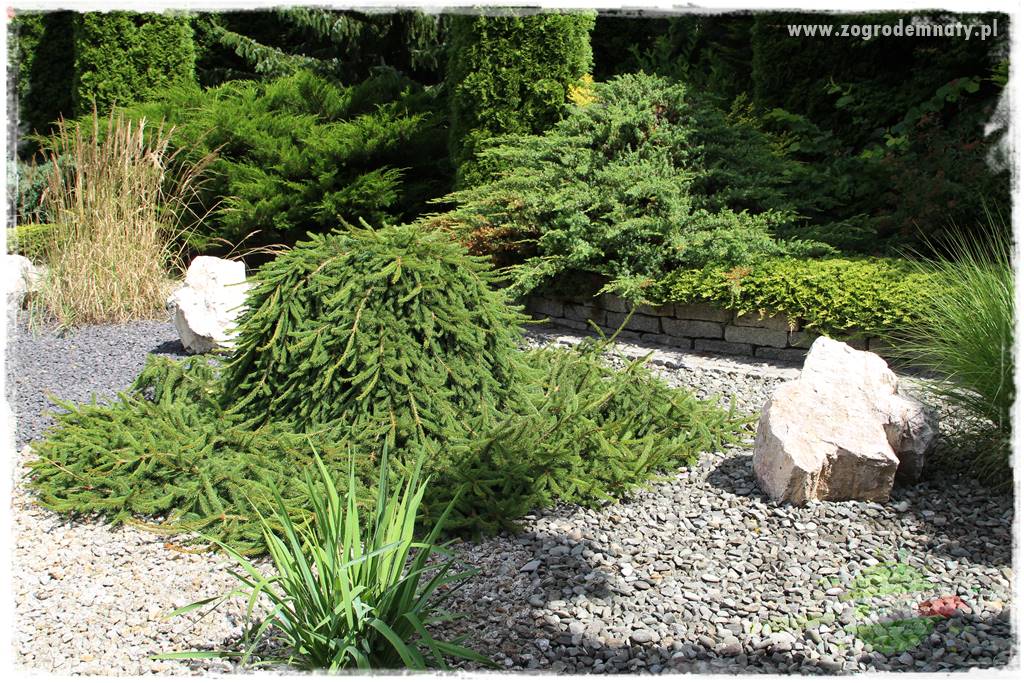 Hortensjowy raj 415 Hortensjowy raj 415