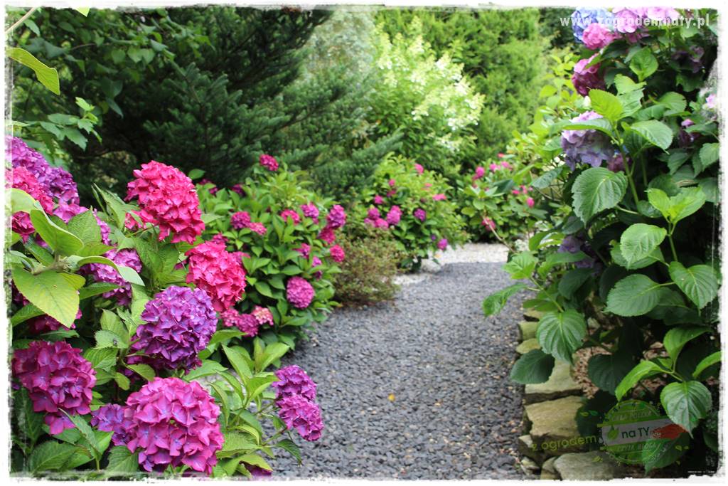 Hortensjowy raj 416 Hortensjowy raj 416