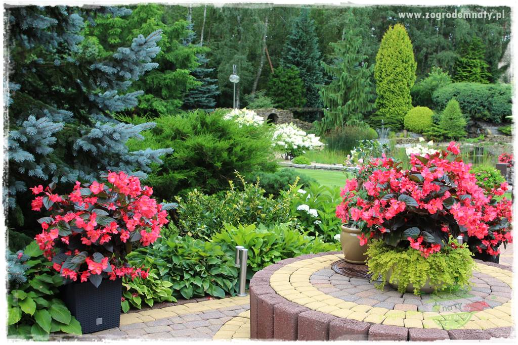 Hortensjowy raj 419 Hortensjowy raj 419