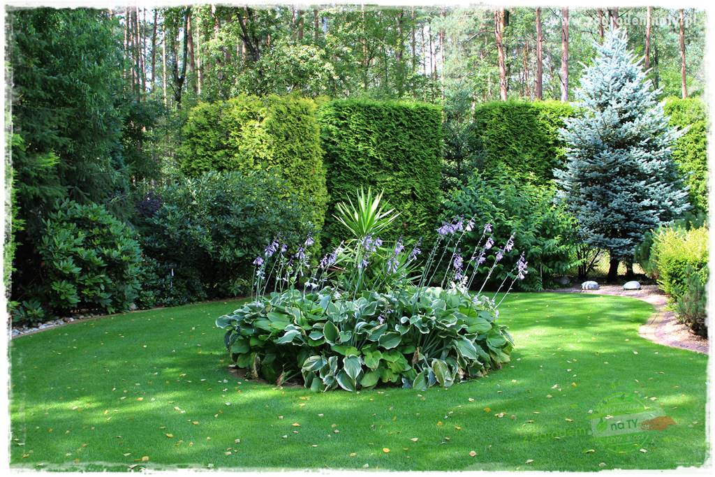 Hortensjowy raj 42 Hortensjowy raj 42