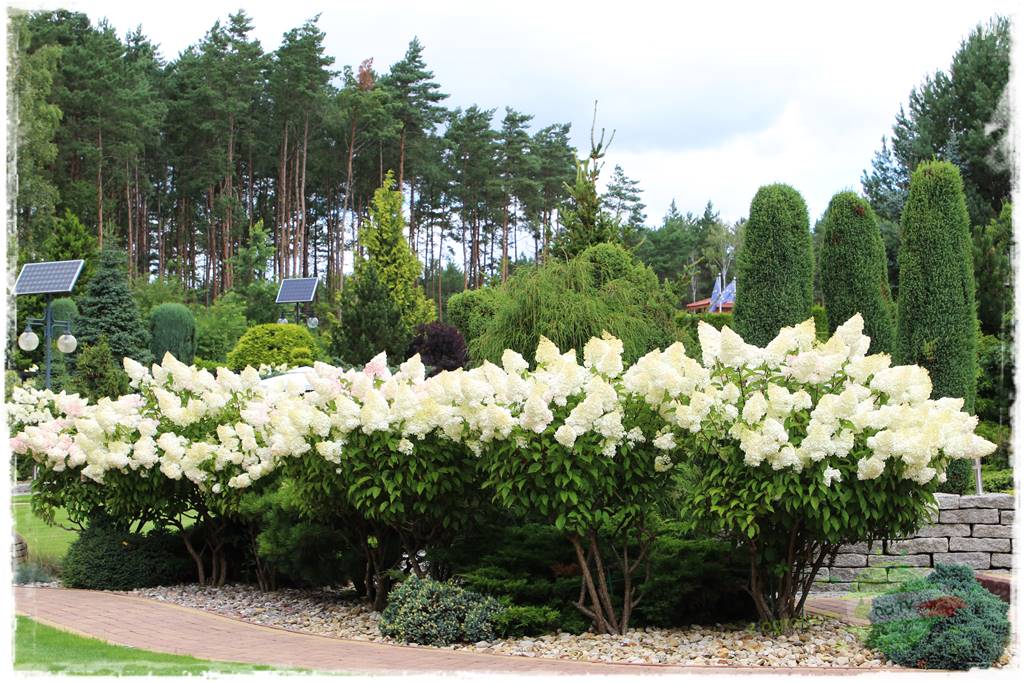 Hortensjowy raj 420 Hortensjowy raj 420