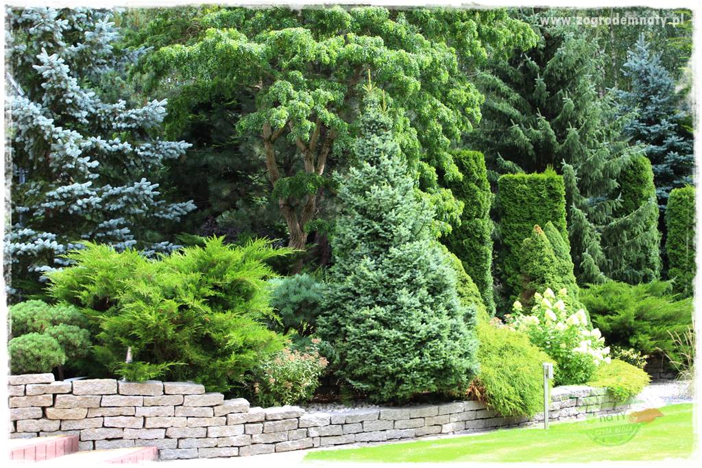 Hortensjowy raj 423 Hortensjowy raj 423