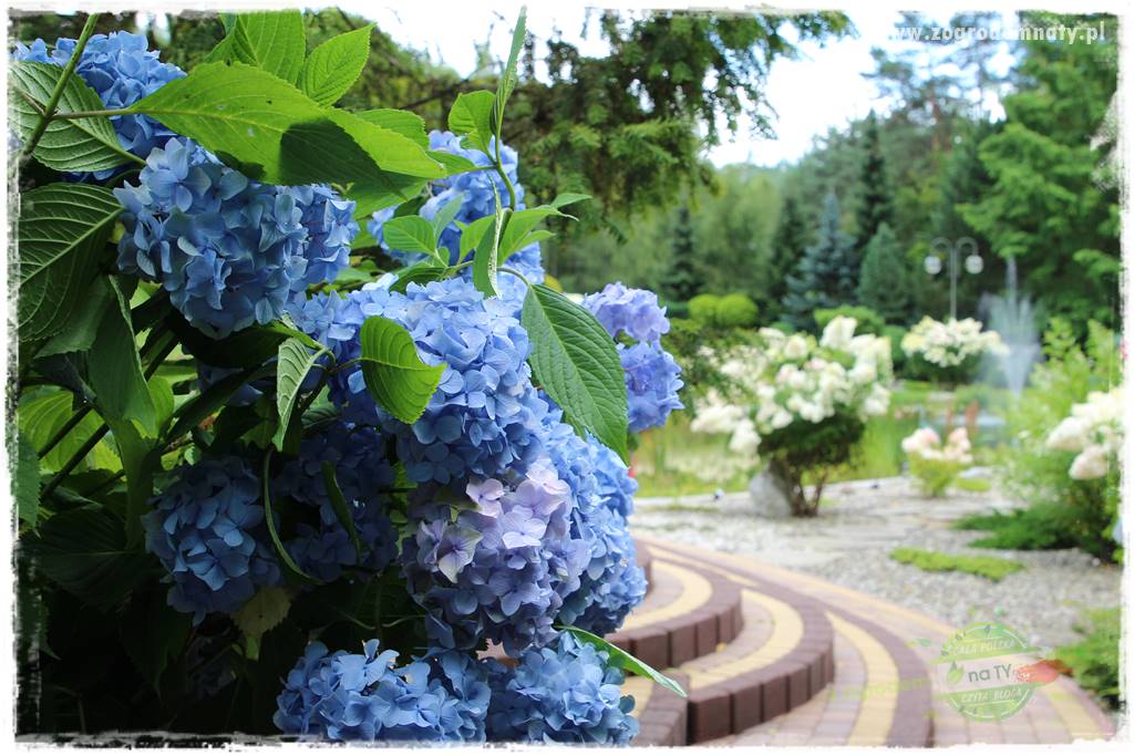 Hortensjowy raj 424 Hortensjowy raj 424