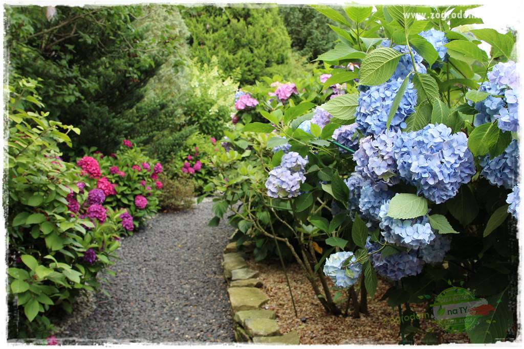 Hortensjowy raj 426 Hortensjowy raj 426
