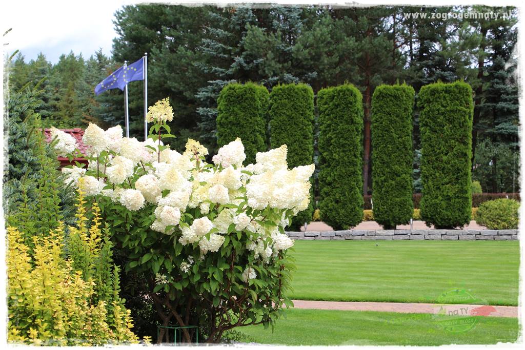 Hortensjowy raj 427 Hortensjowy raj 427