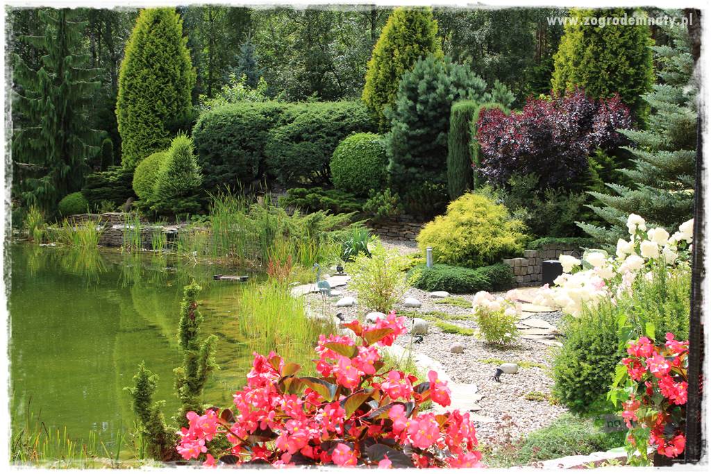 Hortensjowy raj 428 Hortensjowy raj 428