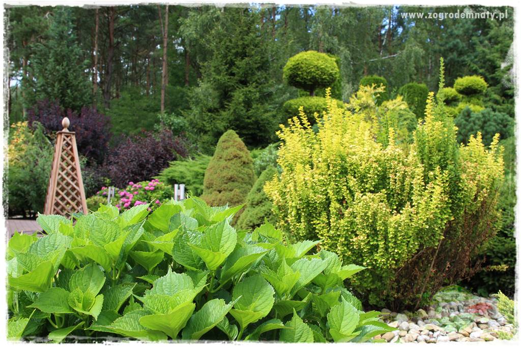 Hortensjowy raj 429 Hortensjowy raj 429