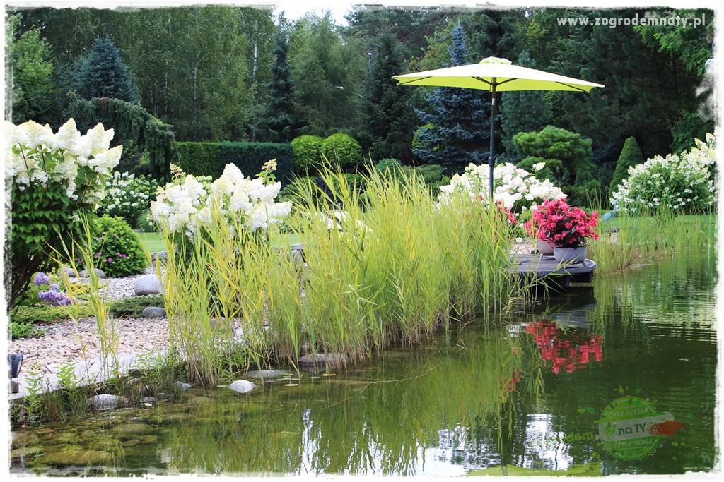 Hortensjowy raj 43 Hortensjowy raj 43