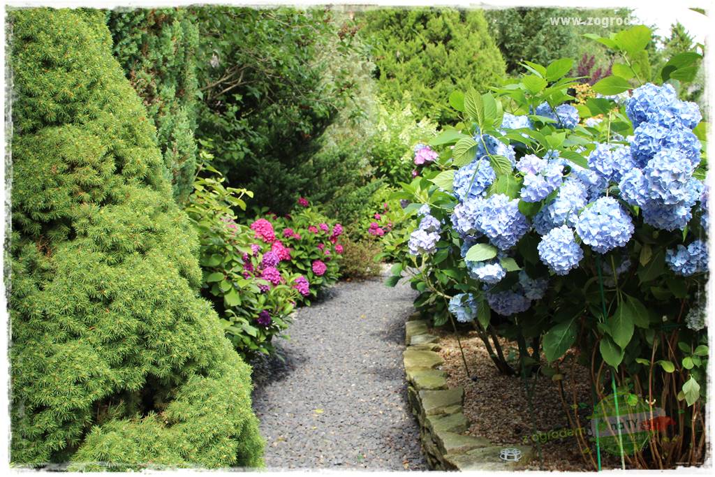 Hortensjowy raj 44 Hortensjowy raj 44