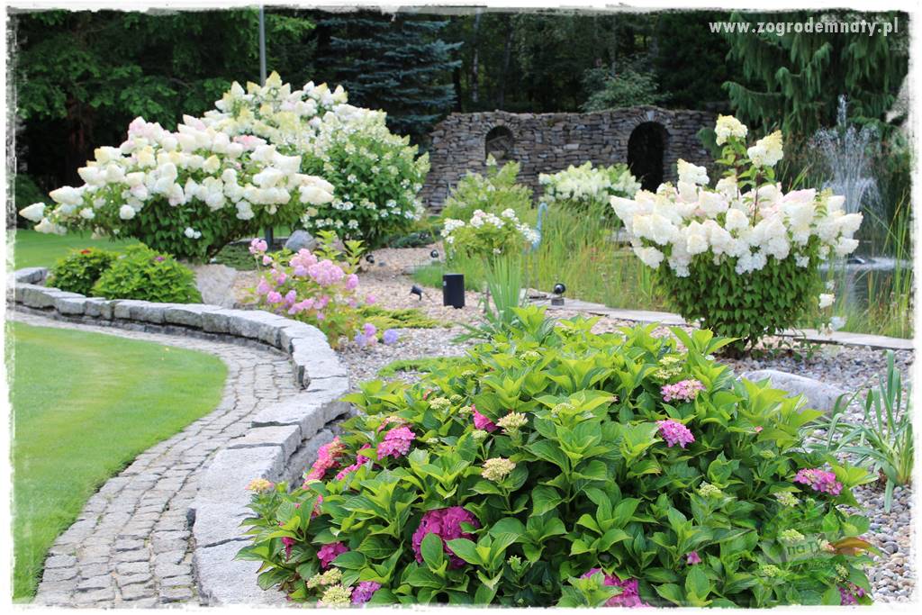 Hortensjowy raj 46 Hortensjowy raj 46