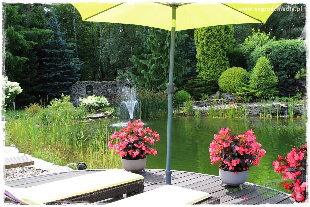 Hortensjowy raj 48 Hortensjowy raj 48