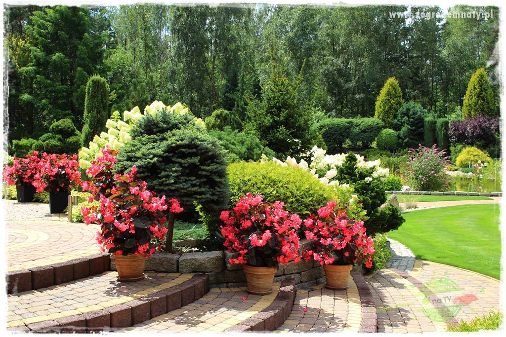 Hortensjowy raj 50 Hortensjowy raj 50