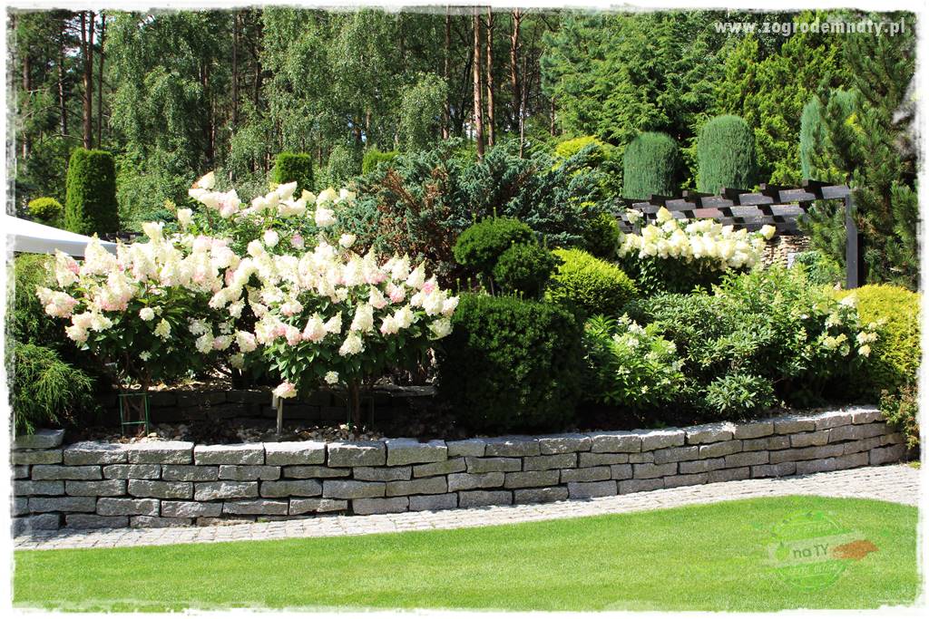 Hortensjowy raj 7 Hortensjowy raj 7