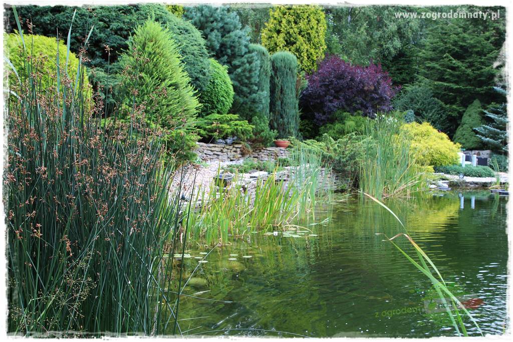 Hortensjowy raj 9 Hortensjowy raj 9