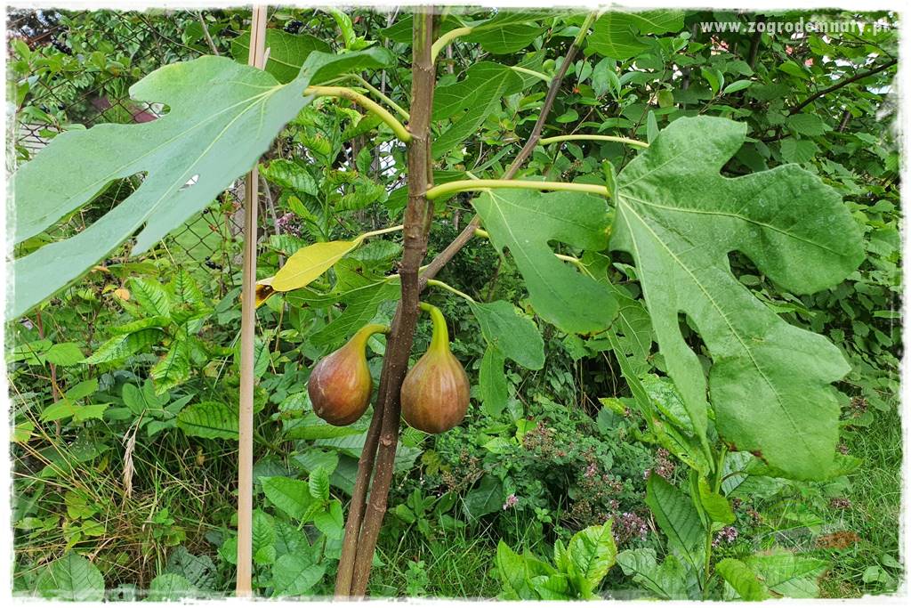 Jesienne prace w ogrodzie 20