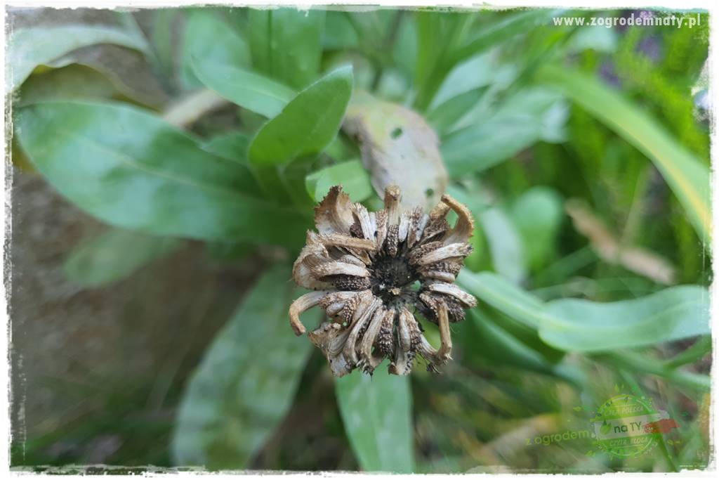 Jesienne prace w ogrodzie 28