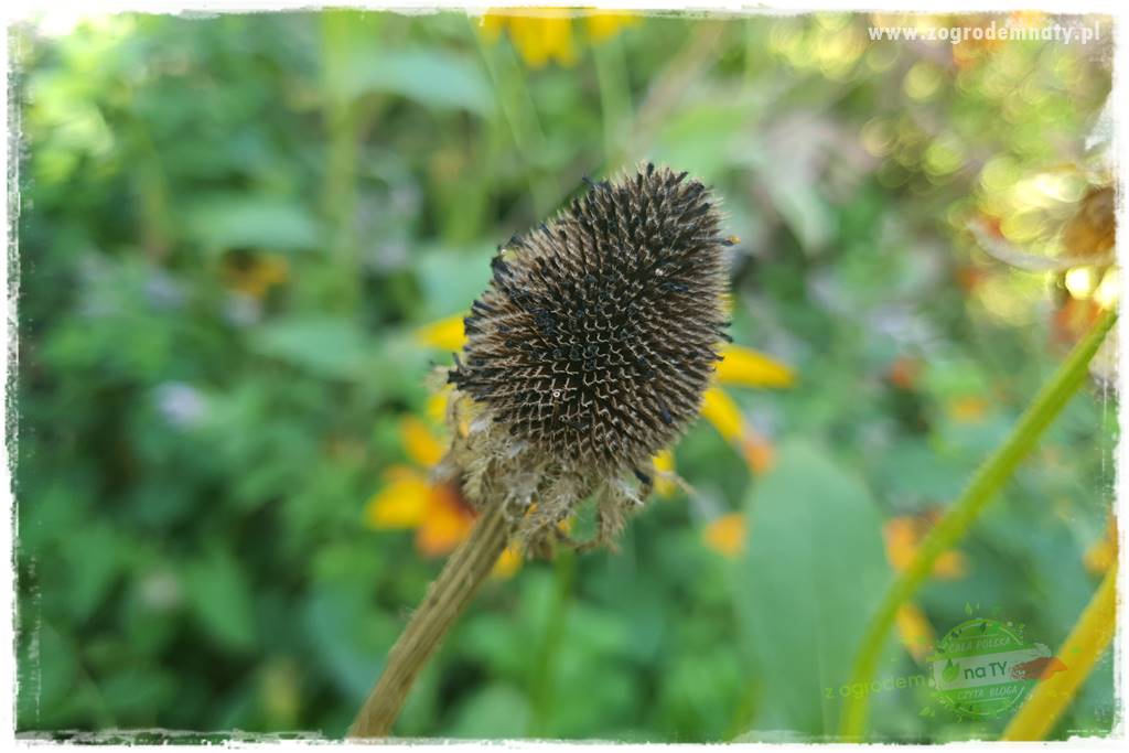 Jesienne prace w ogrodzie 29