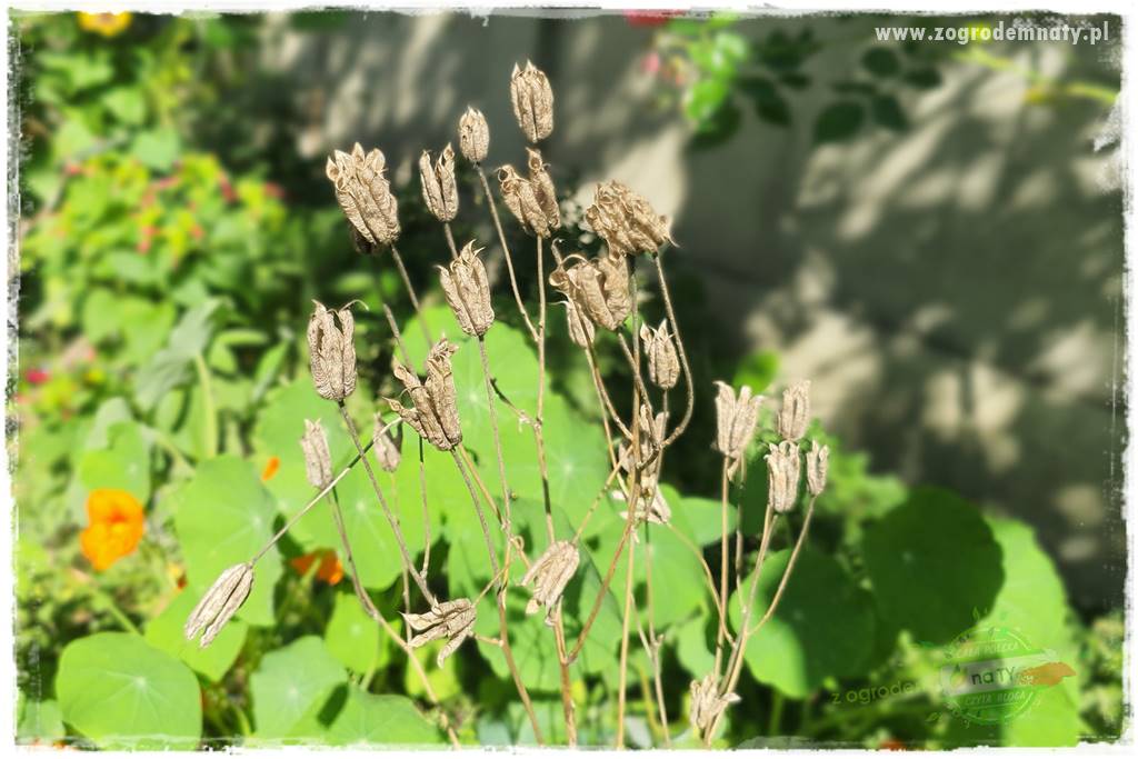 Jesienne prace w ogrodzie 30