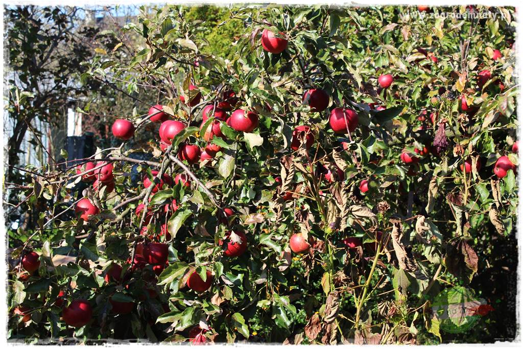 Jesienne prace w ogrodzie 5