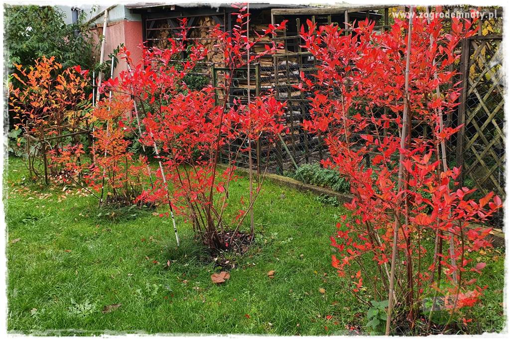 Jesienne prace w ogrodzie 6