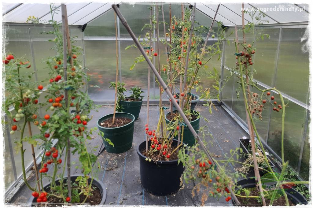 Jesienne prace w ogrodzie 8