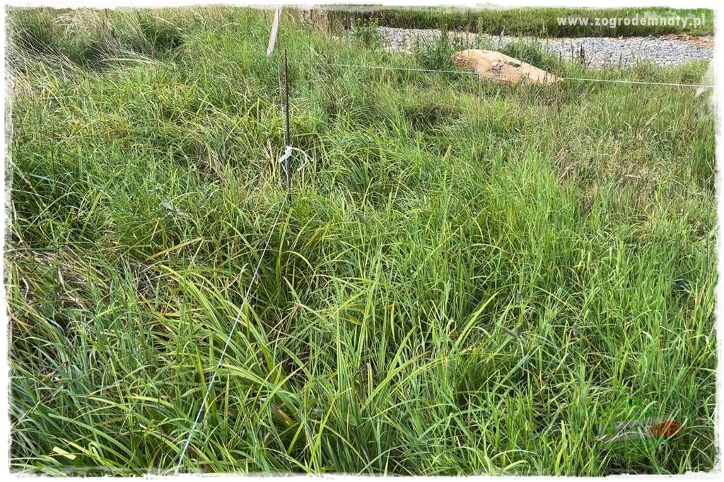 budowa ogrodzenia 17 budowa ogrodzenia 17