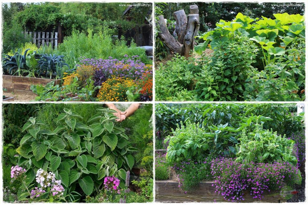 zioła w ogrodzie 0